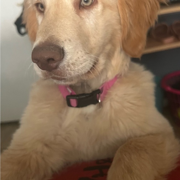 Meet your Posher, Zaray - Picture 4 of 8